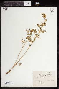 Lupinus argenteus image