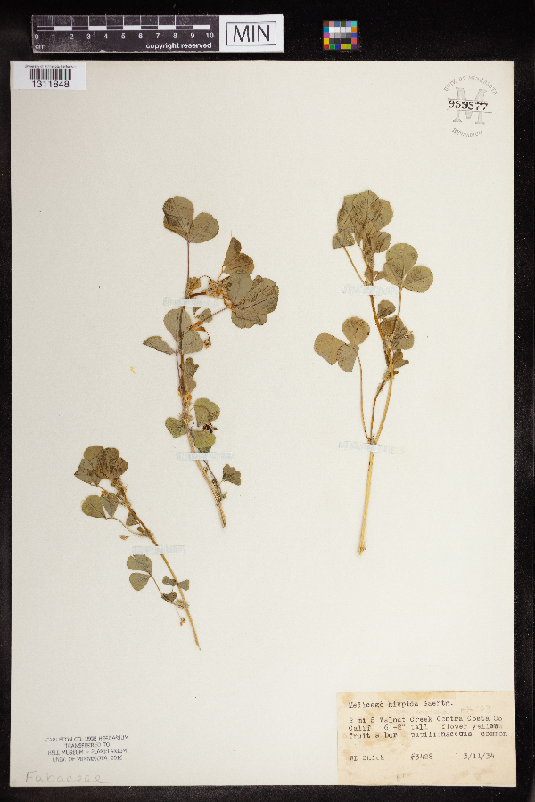 Medicago polymorpha image