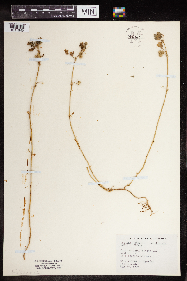 Medicago denticulata image