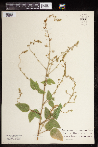 Desmodium illinoense image
