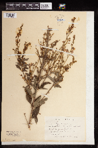 Desmodium canadense image