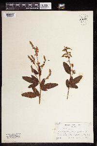 Desmodium canadense image