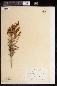 Desmodium canadense image