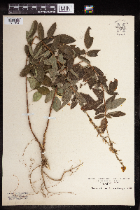 Desmodium canadense image