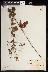 Desmodium canescens image