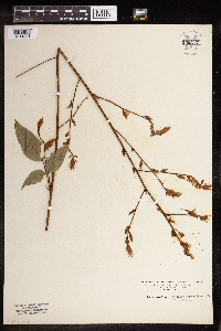 Desmodium cuspidatum image