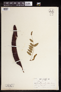 Gleditsia triacanthos image