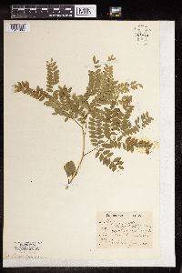 Gleditsia triacanthos image
