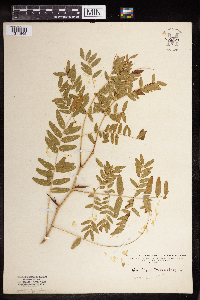 Gleditsia triacanthos image