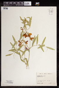 Thumbnail image of current specimen