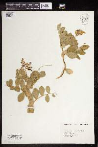 thumbnail image of current specimen