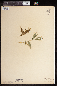 Lathyrus palustris image