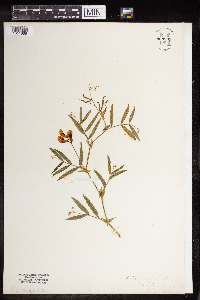 Lathyrus palustris image