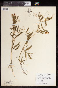 Lathyrus palustris image