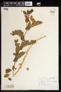 Lathyrus palustris image
