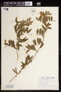 Lathyrus palustris image