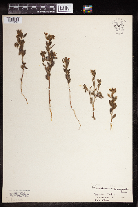 Acmispon americanus var. americanus image