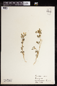 Melilotus indicus image