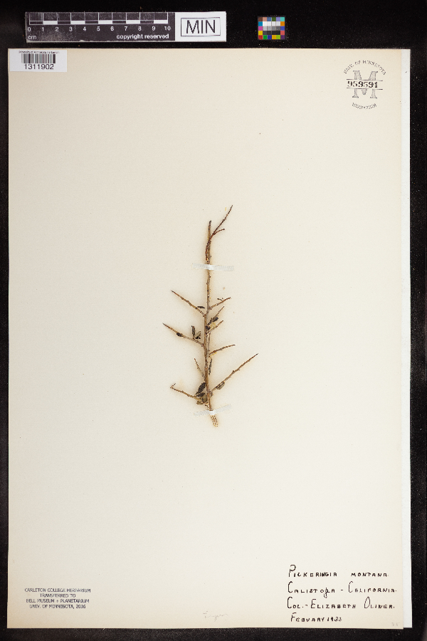 Pickeringia montana image