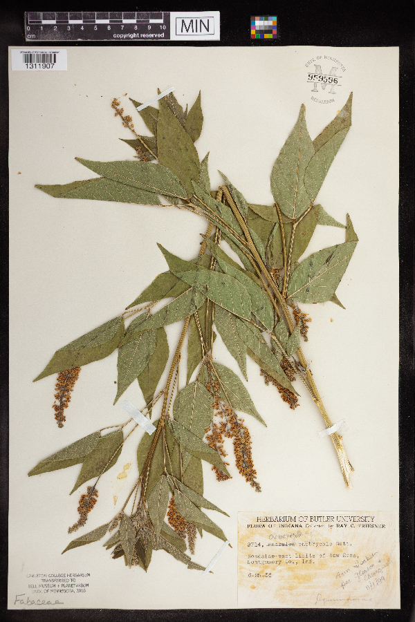 Orbexilum onobrychis image