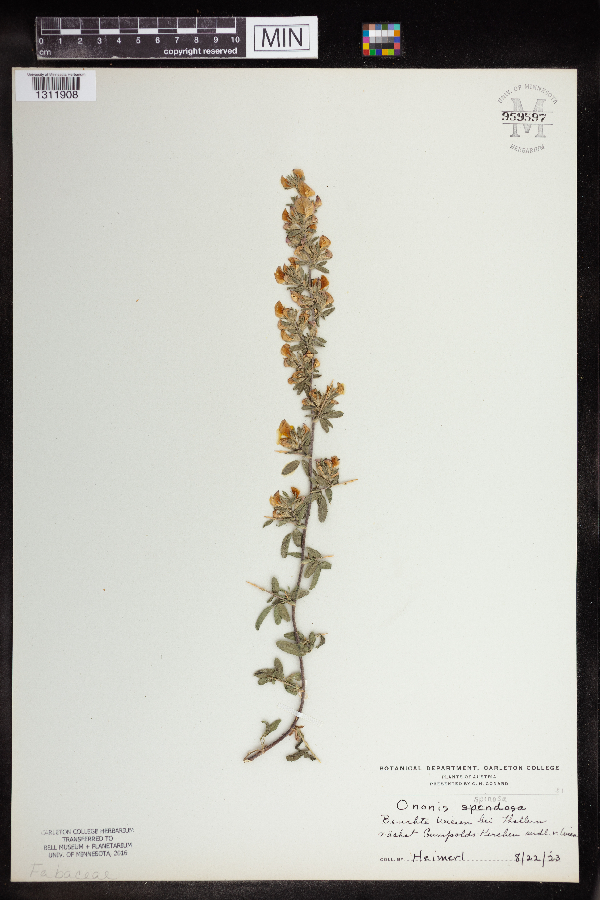 Ononis spinosa image