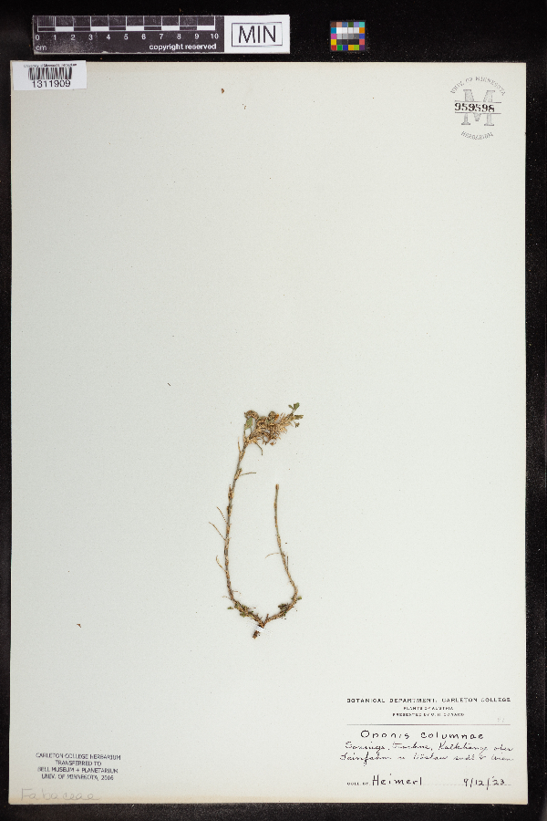 Ononis columnae image