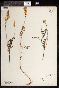 Onobrychis viciifolia image