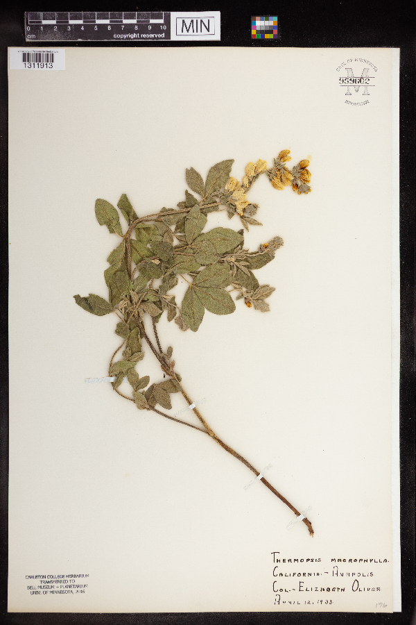 Thermopsis macrophylla image