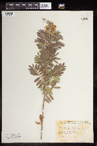 Media resource of Tephrosia virginiana