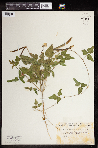 Strophostyles helvola image