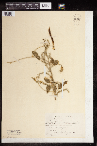 Image Associated With the Occurrence