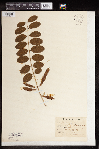 Robinia pseudoacacia image
