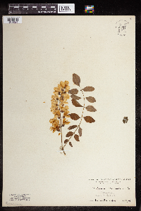Robinia pseudoacacia image