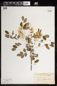 Robinia pseudoacacia image