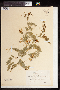 Vicia caroliniana image