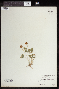 Trifolium fragiferum image