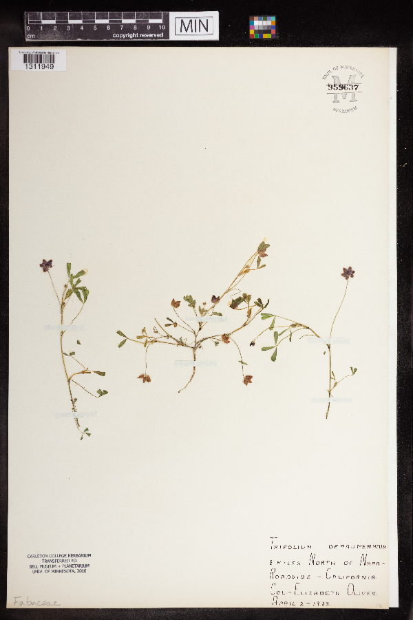 Trifolium depauperatum image