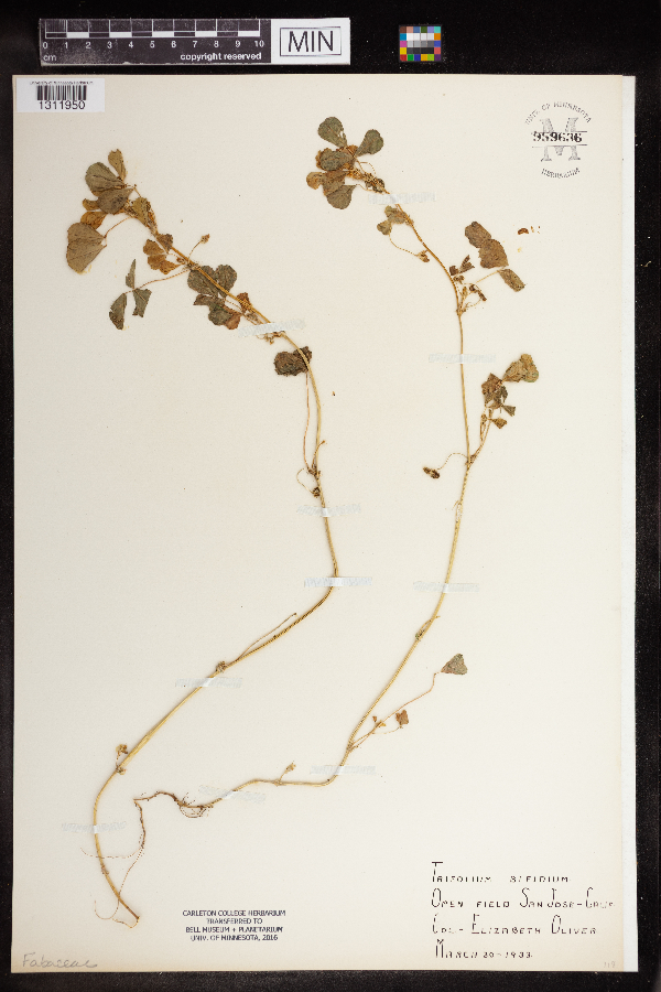 Trifolium bifidum image