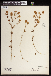 Trifolium arvense image