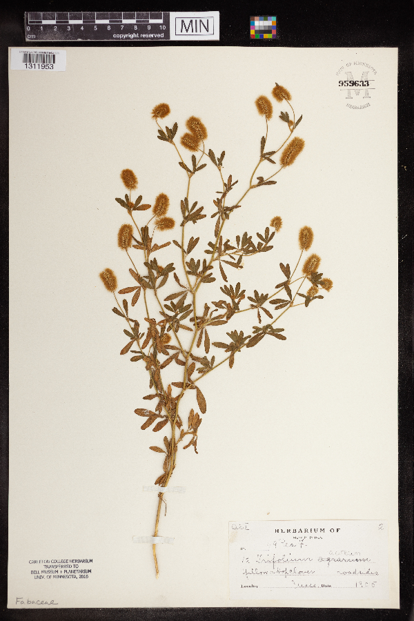 Trifolium agrarium image