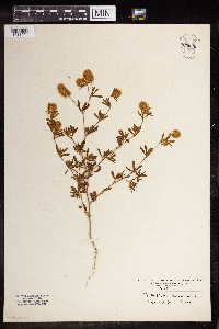 Trifolium arvense image
