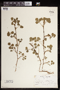 Trifolium campestre image