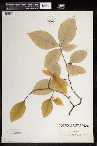Fagus grandifolia image