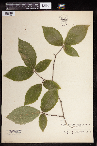 Fagus grandifolia image
