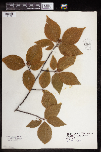 Fagus grandifolia image