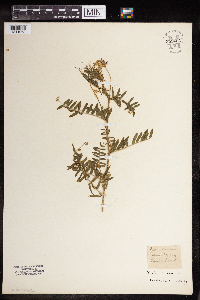 Image Associated With the Occurrence