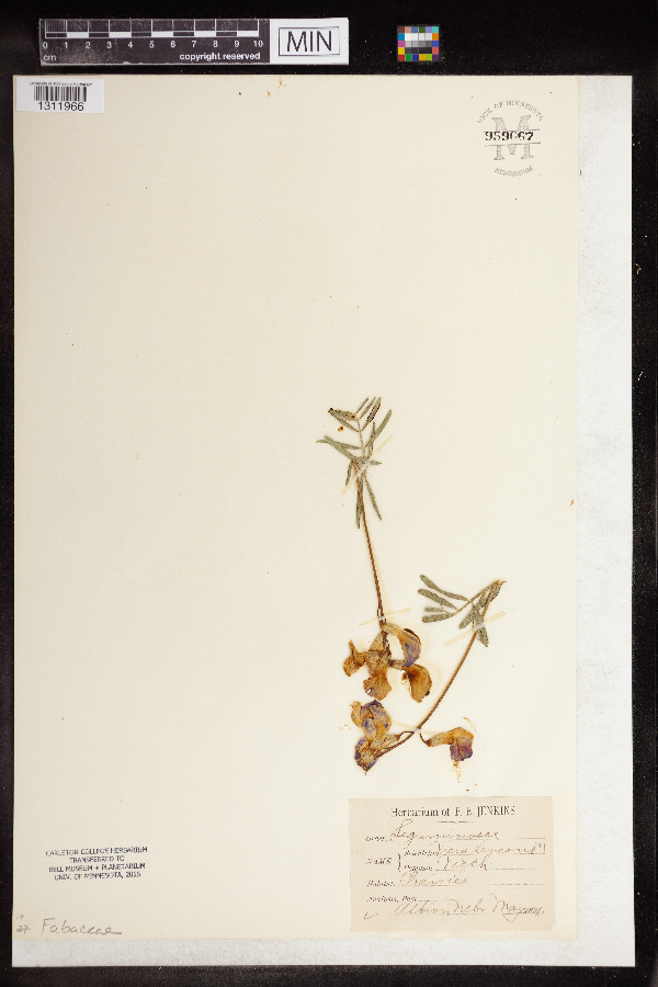Vicia linearis image