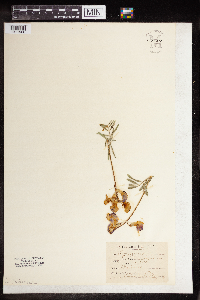 Media resource of Vicia linearis