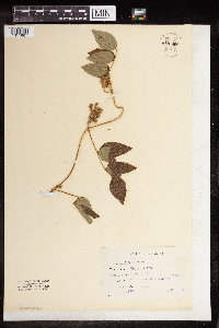 Vicia sativa image