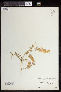 Vicia villosa image